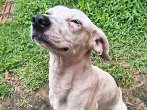 Cachorro raça SRD-ViraLata idade 1 ano nome Layla