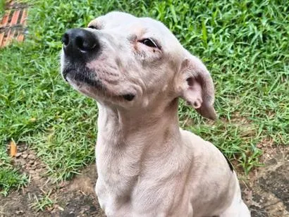 Cachorro raça SRD-ViraLata idade 1 ano nome Layla