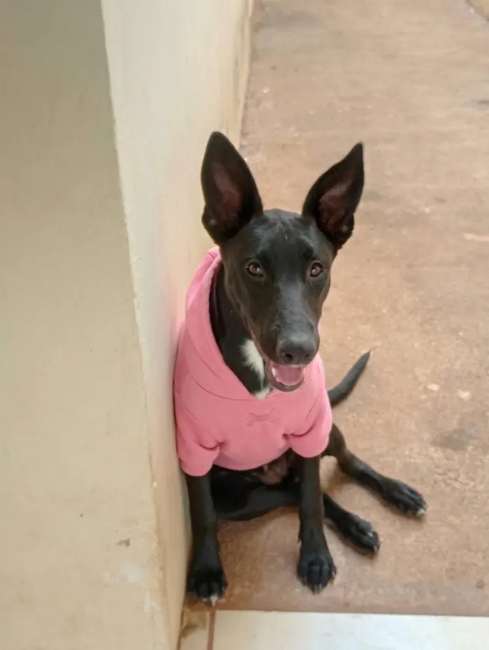 Cachorro raça Pastor Alemão idade 1 ano nome Meg 