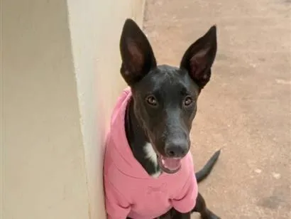 Cachorro raça Pastor Alemão idade 1 ano nome Meg 