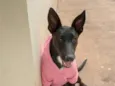 Meg
