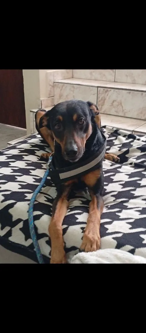 Cachorro raça SRD-ViraLata idade 5 anos nome Nick