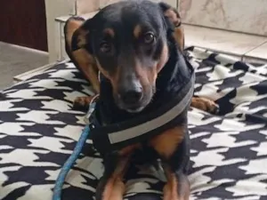Cachorro raça SRD-ViraLata idade 5 anos nome Nick