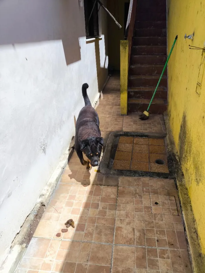 Cachorro raça Rottweiler idade 6 ou mais anos nome Apolo