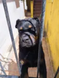 Apolo