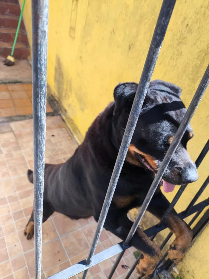 Cachorro raça Rottweiler idade 6 ou mais anos nome Apolo