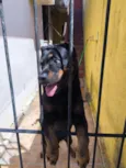 Apolo