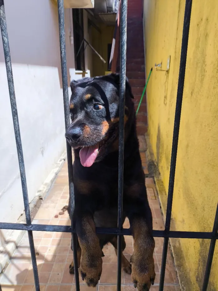 Cachorro raça Rottweiler idade 6 ou mais anos nome Apolo