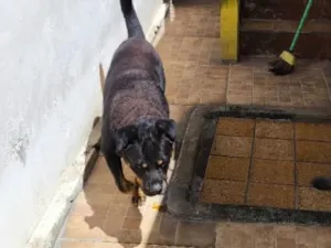 Cachorro raça Rottweiler idade 6 ou mais anos nome Apolo