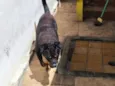 Apolo