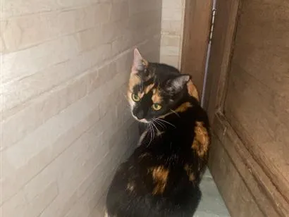 Gato raça SRD-ViraLata idade 1 ano nome Vênus