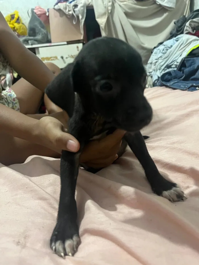 Cachorro raça SRD-ViraLata idade 2 a 6 meses nome Não momento estão sem nomes 