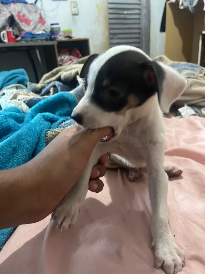 Cachorro raça SRD-ViraLata idade 2 a 6 meses nome Não momento estão sem nomes 