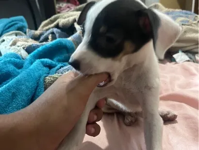 Cachorro raça SRD-ViraLata idade 2 a 6 meses nome Não momento estão sem nomes 