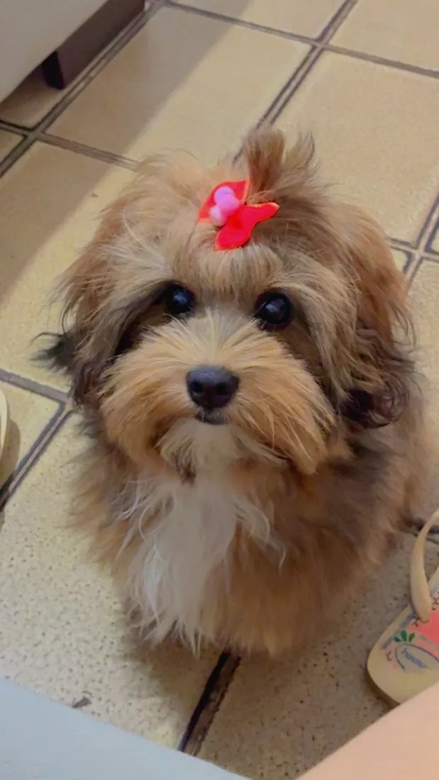 Cachorro raça Shitzu idade 2 a 6 meses nome Zara 
