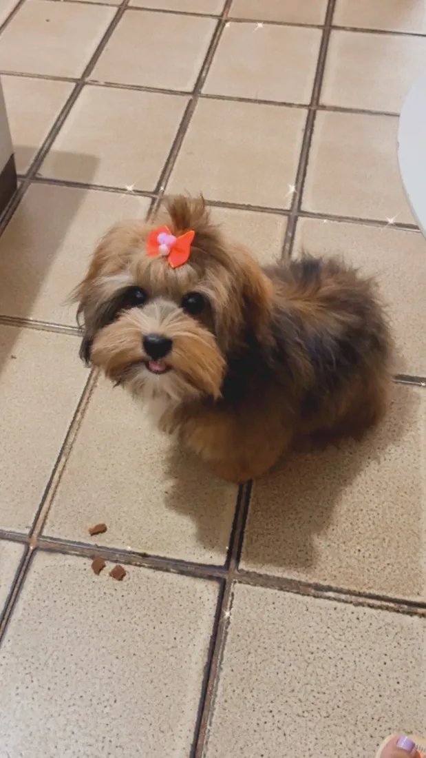Cachorro raça Shitzu idade 2 a 6 meses nome Zara 