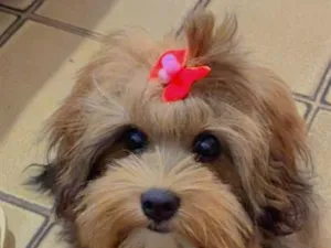 Cachorro raça Shitzu idade 2 a 6 meses nome Zara 