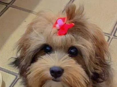 Cachorro raça Shitzu idade 2 a 6 meses nome Zara 