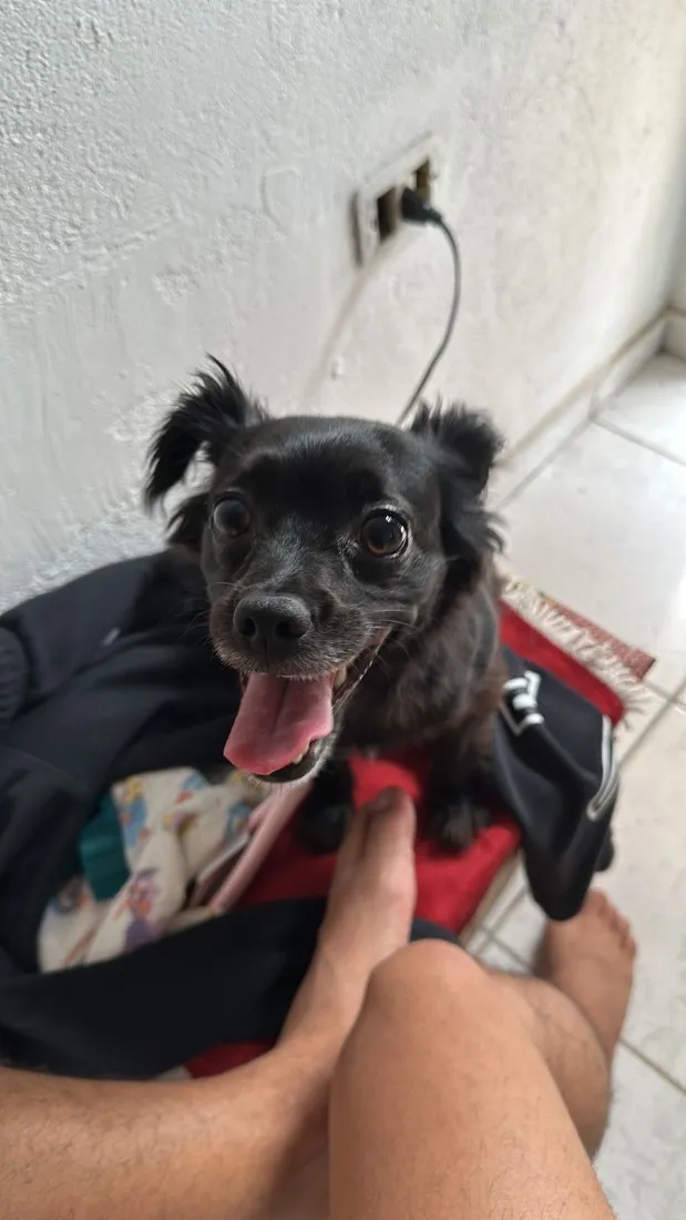 Cachorro raça SRD-ViraLata idade 6 ou mais anos nome Mel