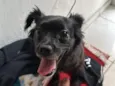 Mel
