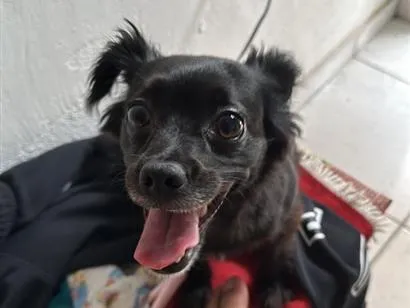 Cachorro raça SRD-ViraLata idade 6 ou mais anos nome Mel