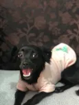 Mel