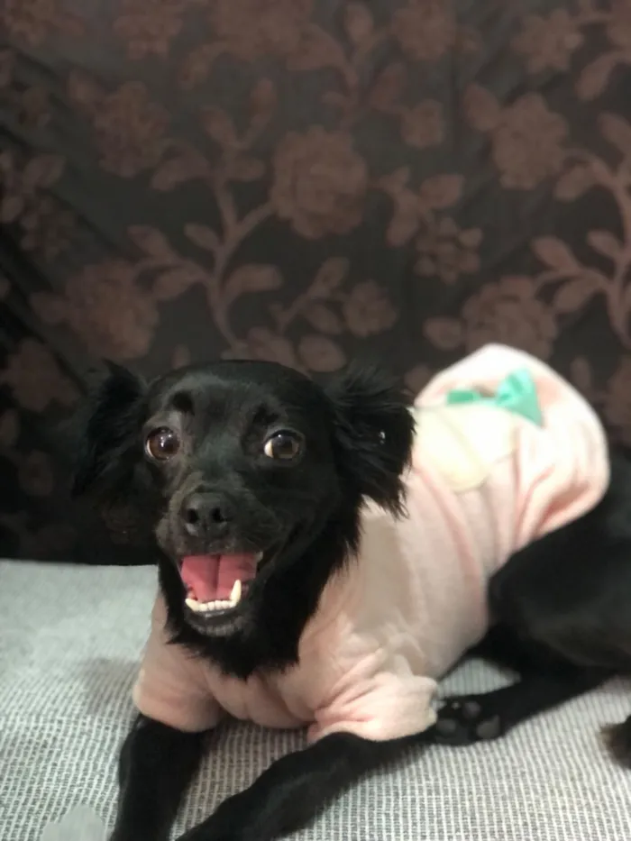 Cachorro raça SRD-ViraLata idade 6 ou mais anos nome Mel