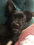 Mel