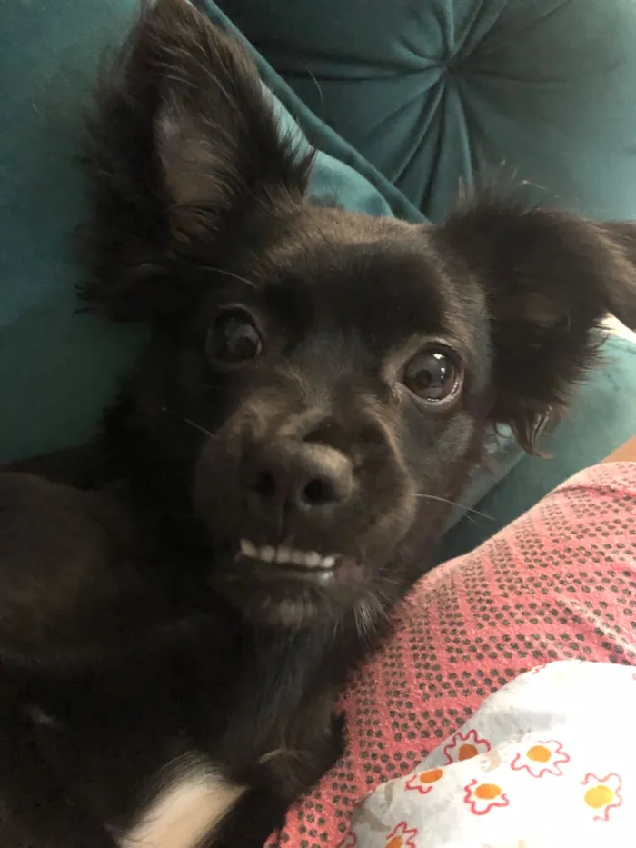 Cachorro raça SRD-ViraLata idade 6 ou mais anos nome Mel