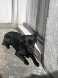 Mel