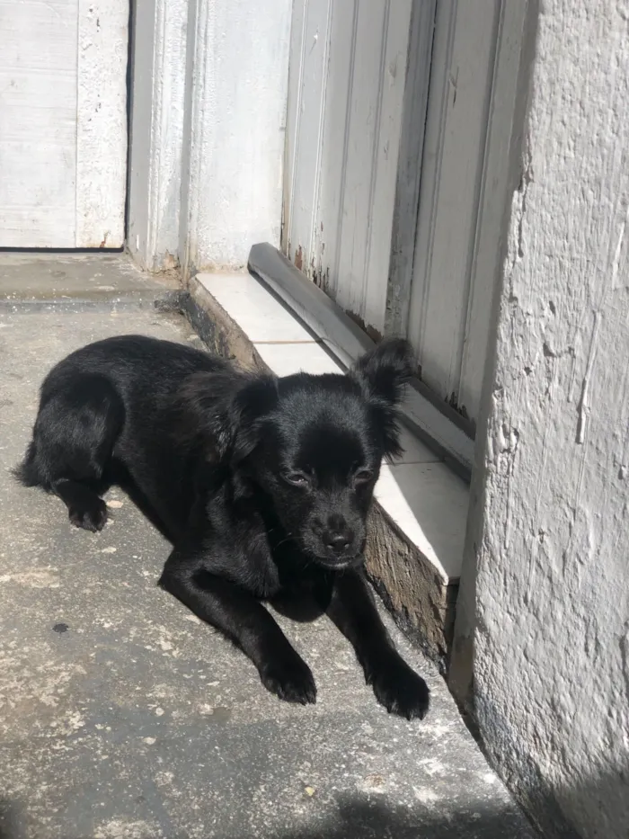 Cachorro raça SRD-ViraLata idade 6 ou mais anos nome Mel