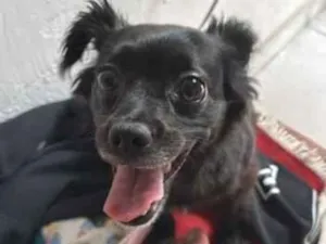 Cachorro raça SRD-ViraLata idade 6 ou mais anos nome Mel