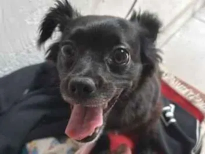 Cachorro raça SRD-ViraLata idade 6 ou mais anos nome Mel