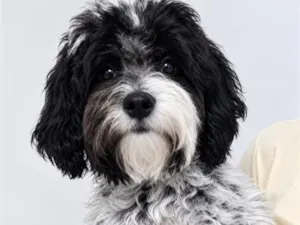 Cachorro raça Poodle idade 2 a 6 meses nome Tutu