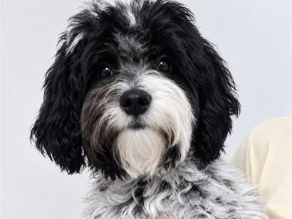Cachorro raça Poodle idade 2 a 6 meses nome Tutu