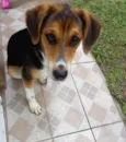Jurema