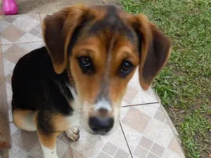 Cachorro raça SRD-ViraLata idade 2 a 6 meses nome Jurema