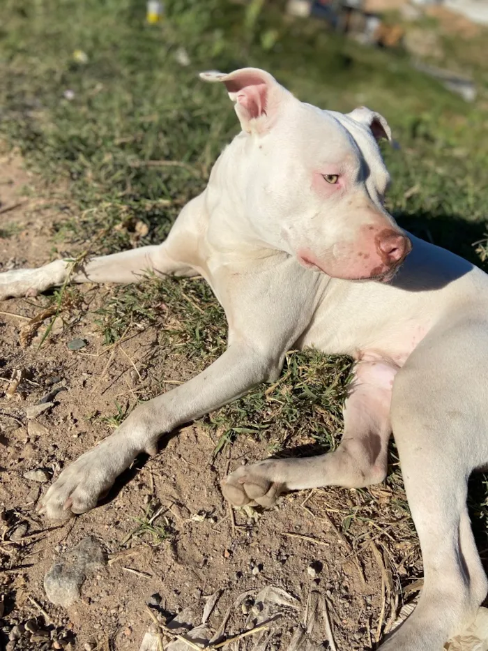 Cachorro raça Pit-Bull idade 1 ano nome Snoop