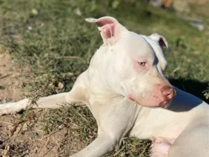 Cachorro raça Pit-Bull idade 1 ano nome Snoop