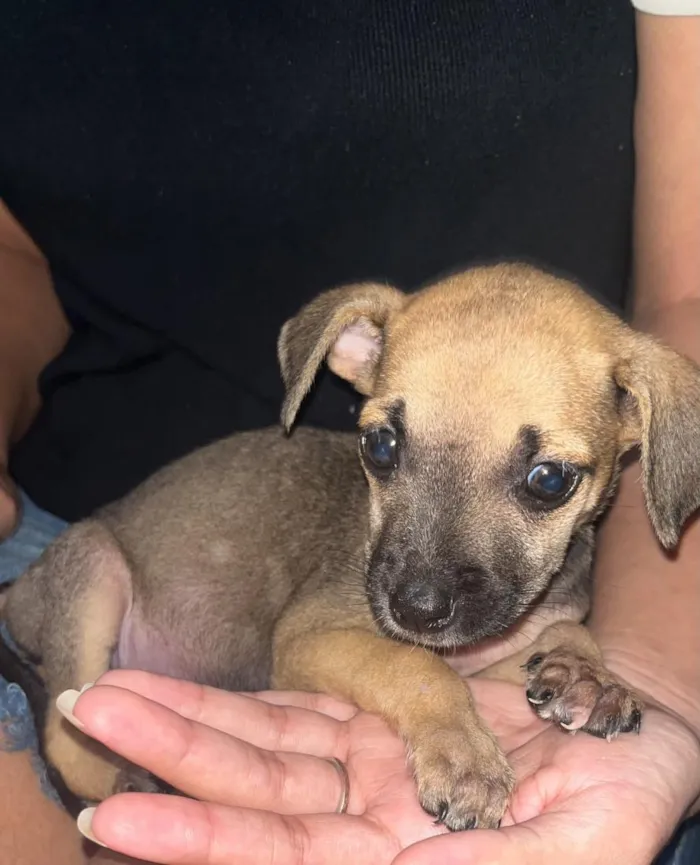Cachorro raça SRD-ViraLata idade 2 a 6 meses nome Belinha