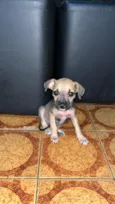 Belinha