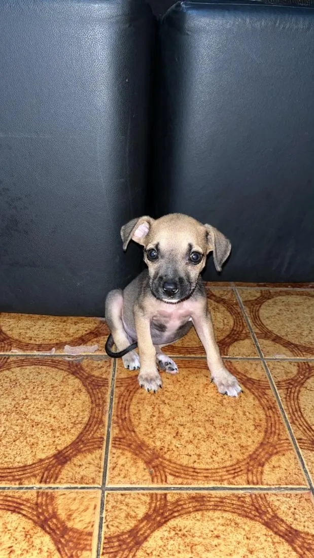 Cachorro raça SRD-ViraLata idade 2 a 6 meses nome Belinha