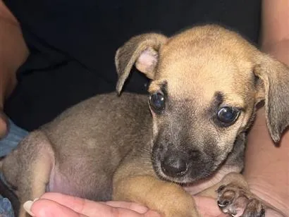 Cachorro raça SRD-ViraLata idade 2 a 6 meses nome Belinha