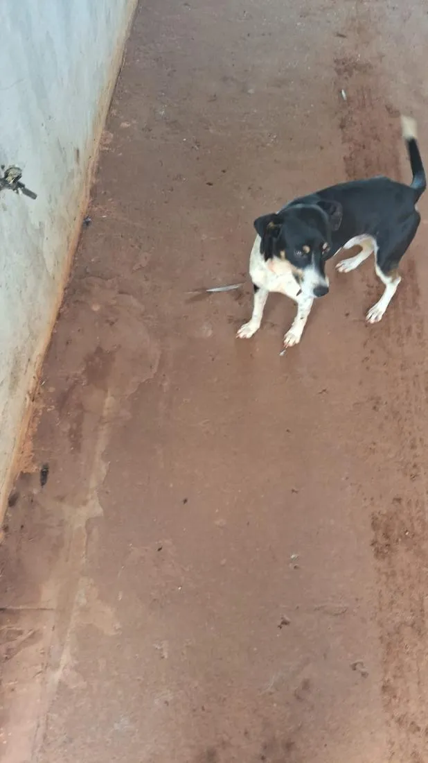 Cachorro raça SRD-ViraLata idade 3 anos nome Thor