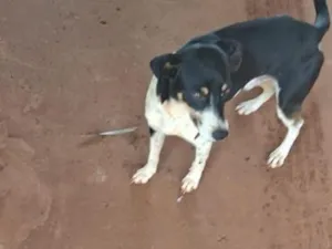 Cachorro raça SRD-ViraLata idade 3 anos nome Thor