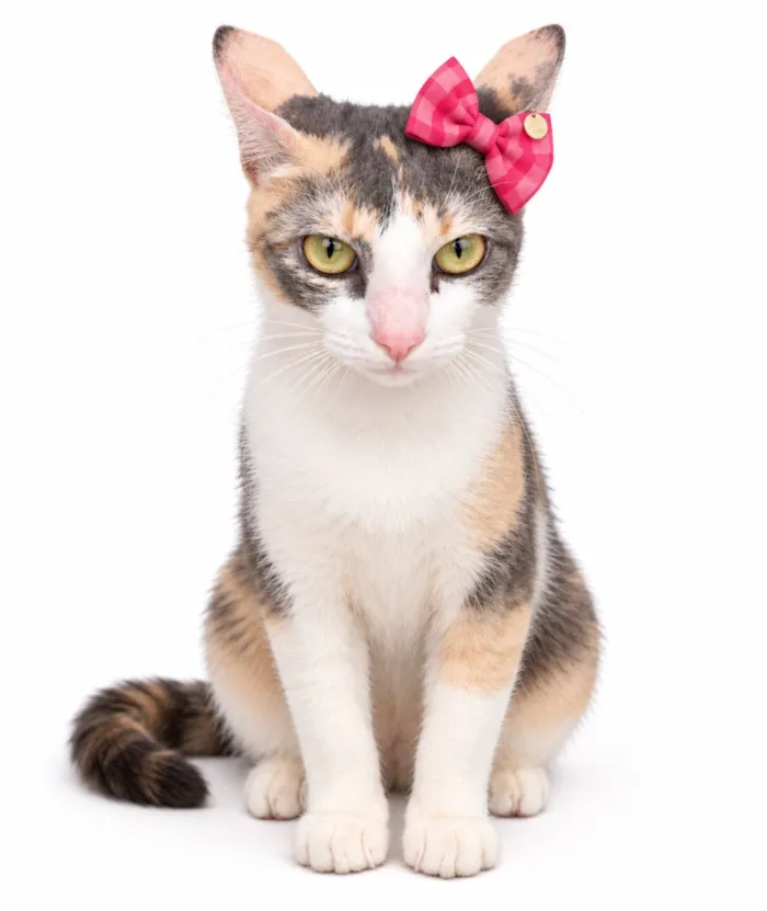 Gato raça SRD-ViraLata idade 2 anos nome Athena