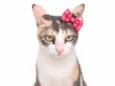 Athena