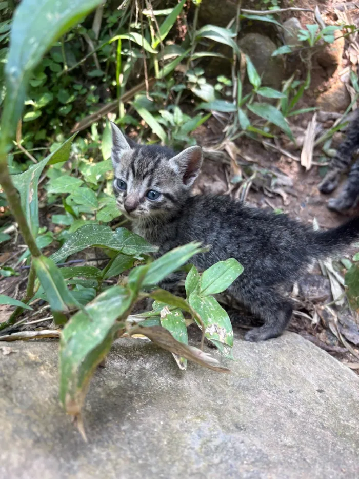 Gato raça SRD-ViraLata idade 2 a 6 meses nome Bartolomeu