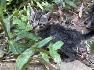 Gato raça SRD-ViraLata idade 2 a 6 meses nome Bartolomeu