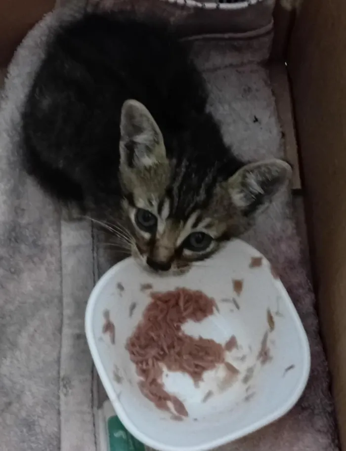 Gato raça SRD-ViraLata idade Abaixo de 2 meses nome sem nome ainda